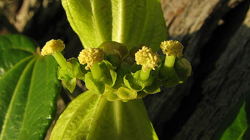 Plancia ëd Dalechampia coriacea Klotzsch ex Müll. Arg.