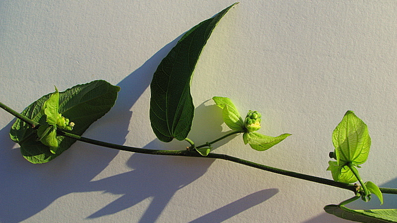 Plancia ëd Dalechampia coriacea Klotzsch ex Müll. Arg.