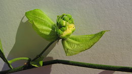 Image of Dalechampia coriacea Klotzsch ex Müll. Arg.