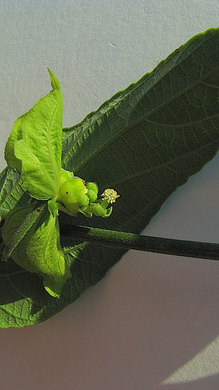 Image of Dalechampia coriacea Klotzsch ex Müll. Arg.