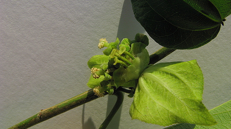 Image of Dalechampia coriacea Klotzsch ex Müll. Arg.