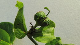 Image of Dalechampia coriacea Klotzsch ex Müll. Arg.