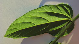 Image of Dalechampia coriacea Klotzsch ex Müll. Arg.