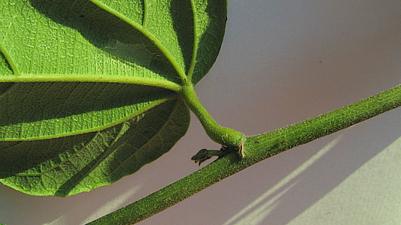 Image of Dalechampia coriacea Klotzsch ex Müll. Arg.