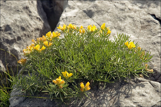 صورة Genista holopetala (Koch) Bald.