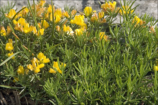 Imagem de Genista holopetala (Koch) Bald.