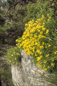 Imagem de Genista holopetala (Koch) Bald.