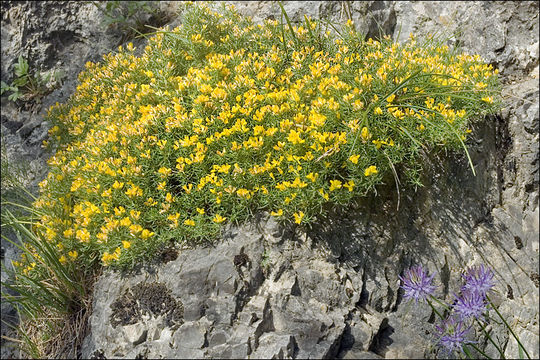 Imagem de Genista holopetala (Koch) Bald.