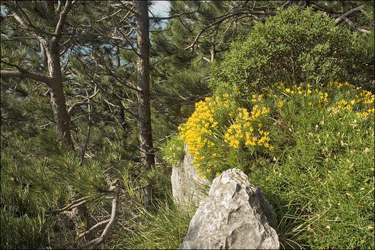 Genista holopetala (Koch) Bald.的圖片