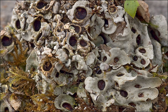 Image of chocolate chip lichen