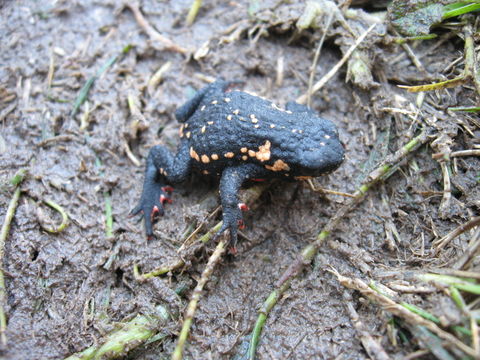 Image of Montevideo red-belly toad