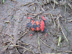 Image of Montevideo red-belly toad