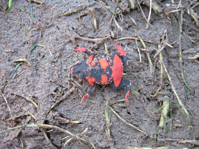 Image of Montevideo red-belly toad