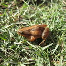 Image of Hensel's Dwarf Frog