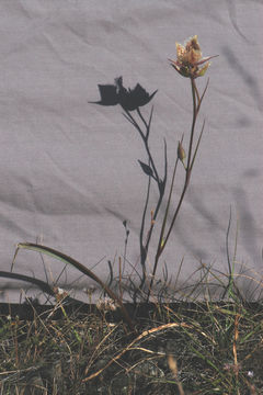 Image of Tiburon mariposa lily