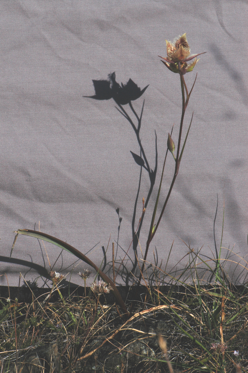 Image of Tiburon mariposa lily