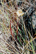 Image of Tiburon mariposa lily