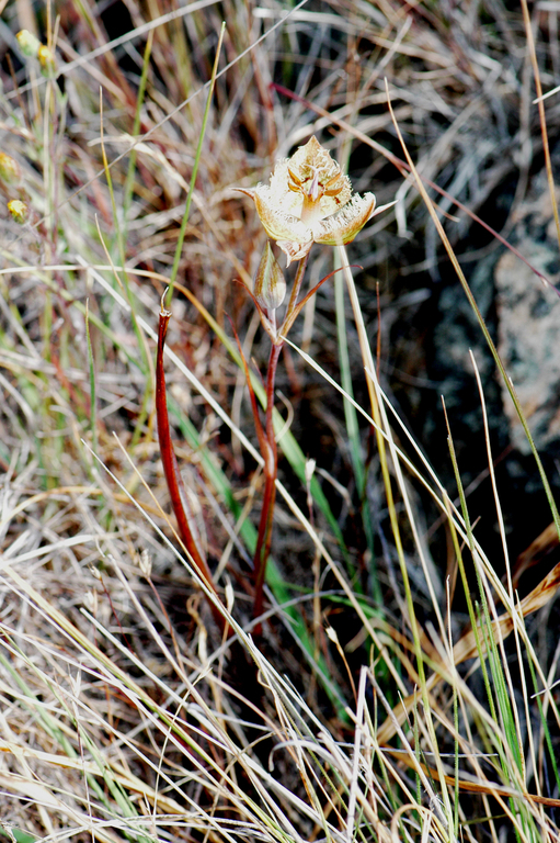 Image of Tiburon mariposa lily