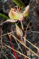 Image of Tiburon mariposa lily