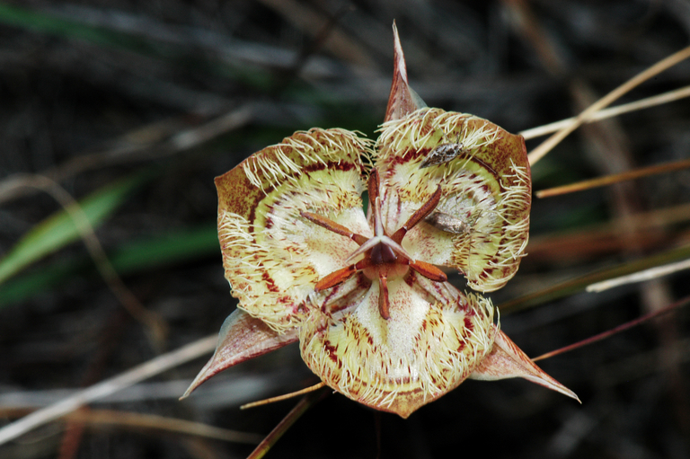 Image of Tiburon mariposa lily