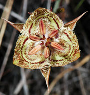 Image of Tiburon mariposa lily