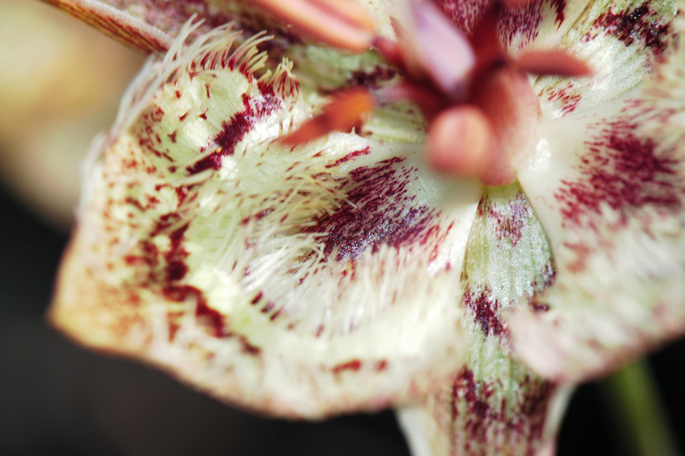 Image of Tiburon mariposa lily