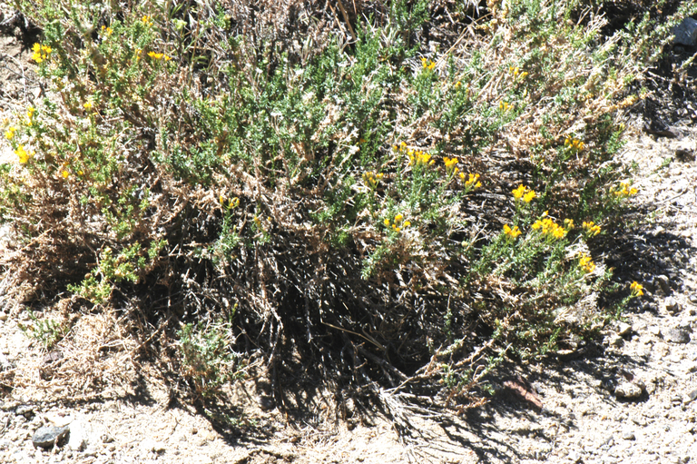 Ericameria cooperi (A. Gray) Hall resmi