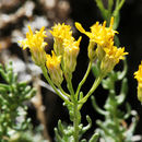 Ericameria cooperi (A. Gray) Hall的圖片