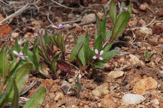 Image of crossflower