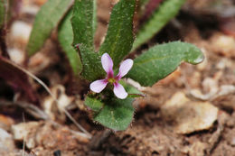 Image de Chorispora tenella (Pall.) DC.