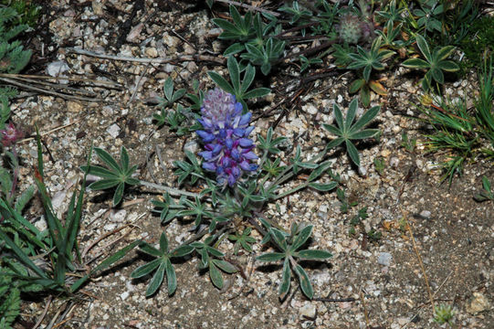 Image de Lupinus aridus subsp. ashlandensis B. J. Cox