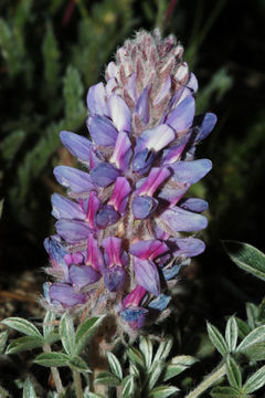 Image of Ashland's lupine