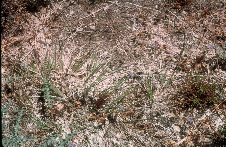 Image of bigroot blue-eyed grass