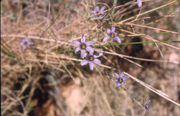 Image of bigroot blue-eyed grass