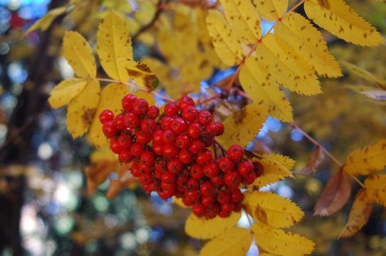 صورة Sorbus scopulina Greene