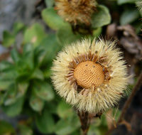 Слика од Erigeron glaucus Ker-Gawl.