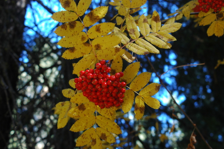 Plancia ëd Sorbus scopulina Greene