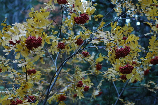 Plancia ëd Sorbus scopulina Greene