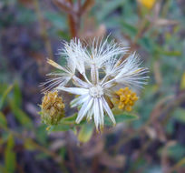 Imagem de Eucephalus breweri (A. Gray) G. L. Nesom