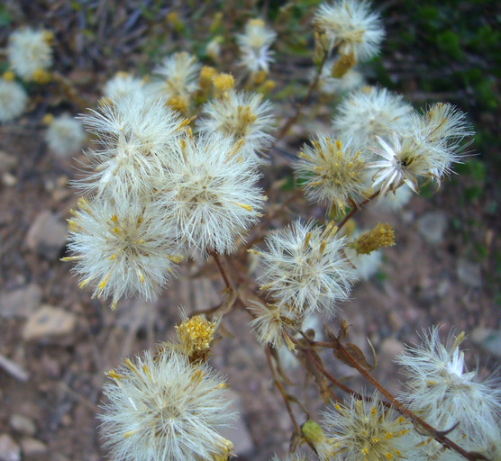 Imagem de Eucephalus breweri (A. Gray) G. L. Nesom