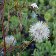 Imagem de Eucephalus breweri (A. Gray) G. L. Nesom