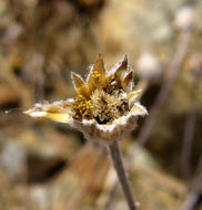 Image of Common Woolly Sunflower