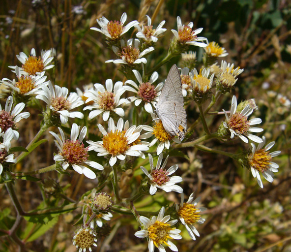 Image de Eurybia radulina (A. Gray) G. L. Nesom