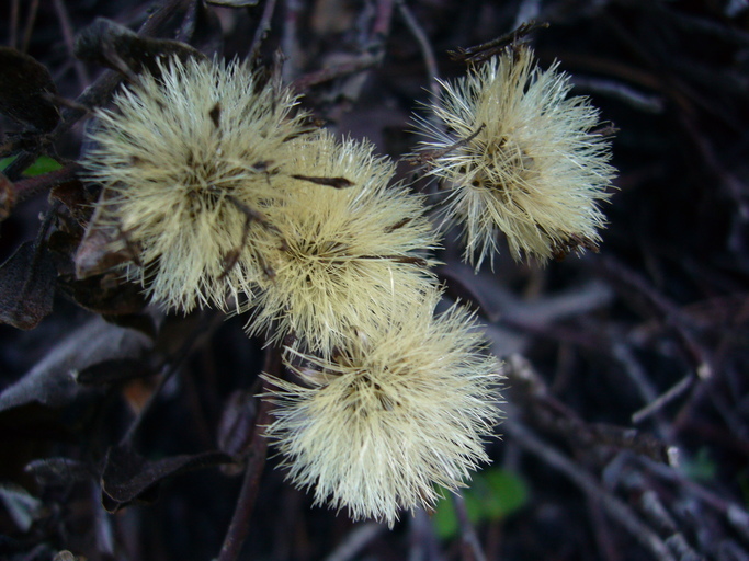 Plancia ëd Eurybia radulina (A. Gray) G. L. Nesom