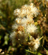 Plancia ëd Euthamia occidentalis Nutt.