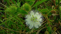 Image of fetid passionflower