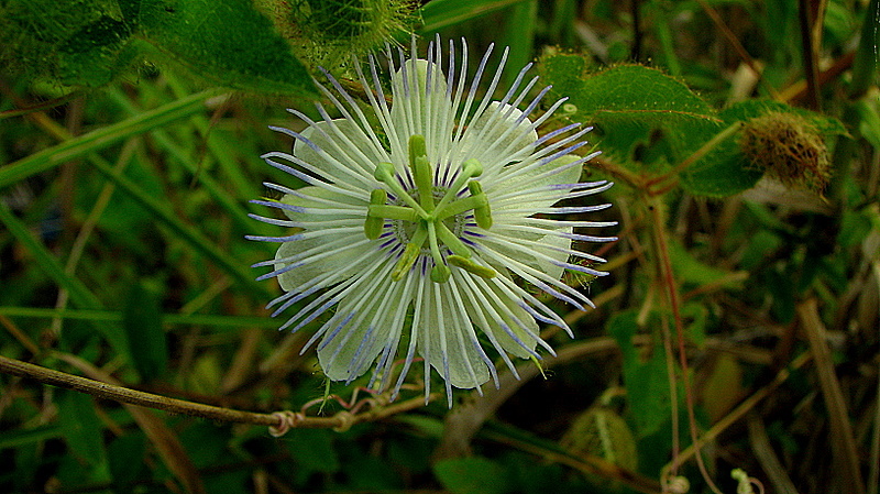 Image of fetid passionflower