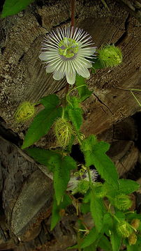 Imagem de Passiflora foetida L.