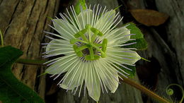 Image of fetid passionflower