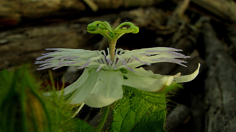 Imagem de Passiflora foetida L.